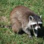 raccoon on grass