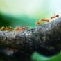 bugs