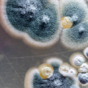 Mold